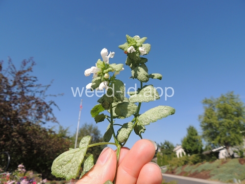 deadnettle, spotted